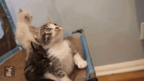 three kittens are playing with each other in a cage .