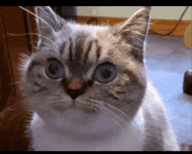 Samuel Jackson Glare GIF - Samuel Jackson Glare Cat GIFs