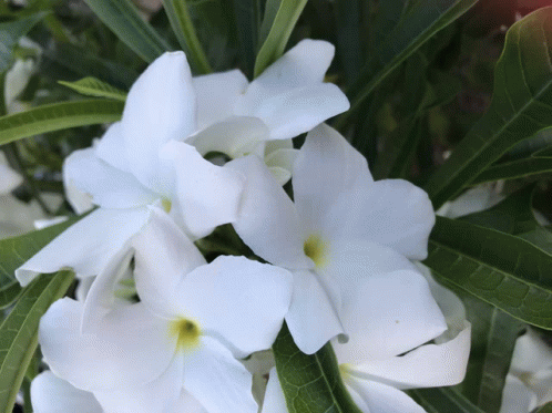 White Flower White GIF - White Flower White Flowers GIFs