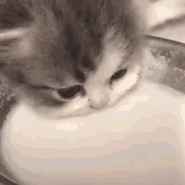 a gray and white kitten is drinking milk from a metal bowl .