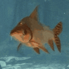 a fish is swimming in a tank of water with a blue background .