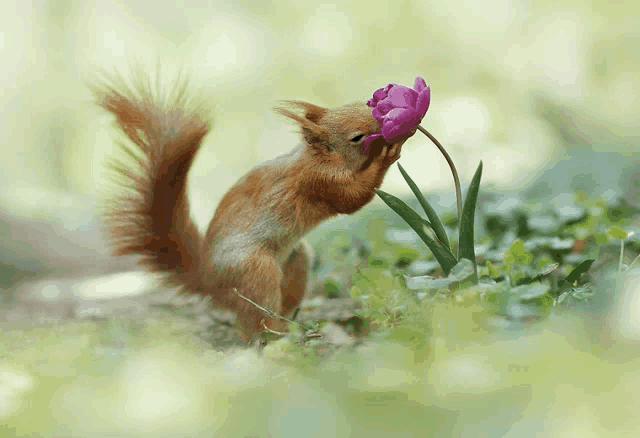 a squirrel is smelling a pink flower in the grass