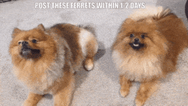 two pomeranian dogs are laying on a carpet with a caption that says post these ferrets within 1-2 days