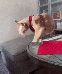 Cat Cat Falling GIF - Cat Cat Falling Falling GIFs