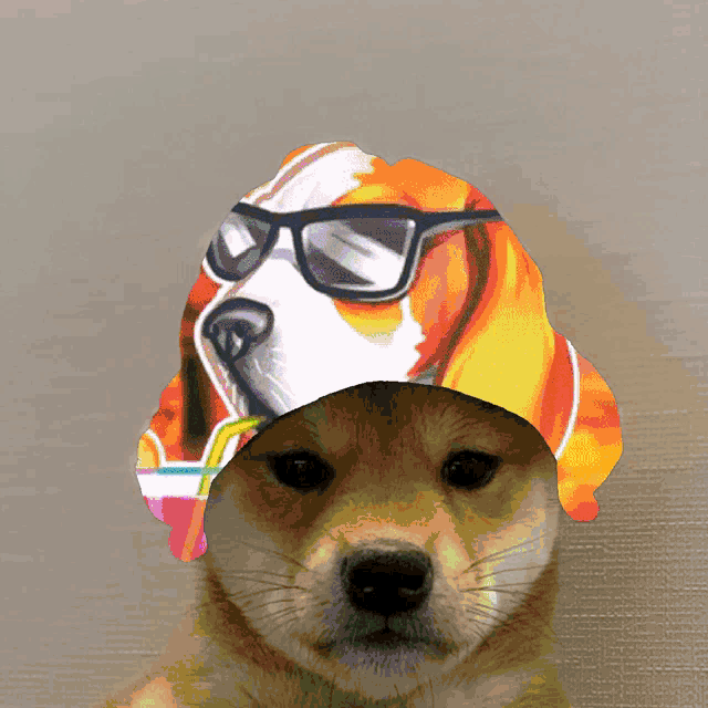 a dog wearing sunglasses and a colorful hat