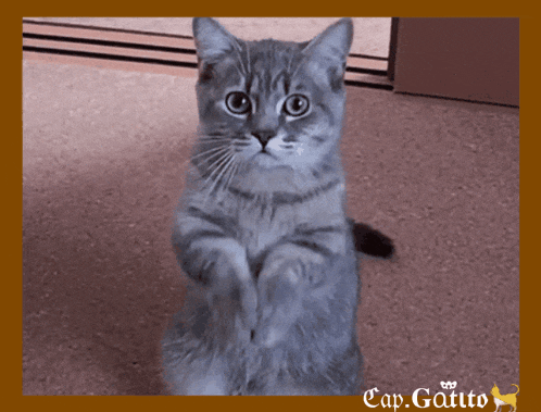 a picture of a cat with the caption cap.gatto on the bottom