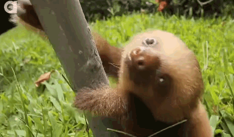 Eugene Sloths GIF - Eugene Sloths Play Time GIFs