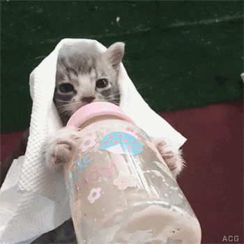 a kitten is drinking from a bottle that says " little baby " on it