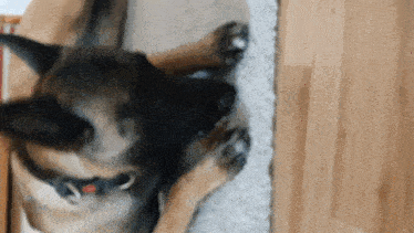 a dog with a red collar is laying on its back on the floor