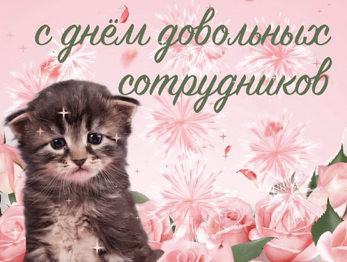 a kitten is surrounded by pink roses and fireworks with a greeting in russian