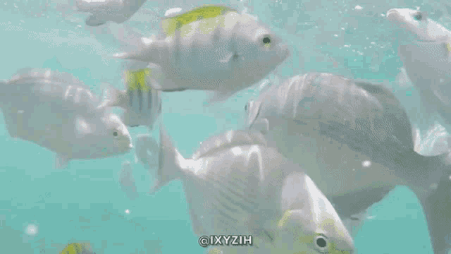 a bunch of fish are swimming in the ocean with a caption that says @ixyzih