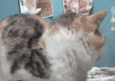 a calico cat is standing in front of a wall with pictures of cats on it