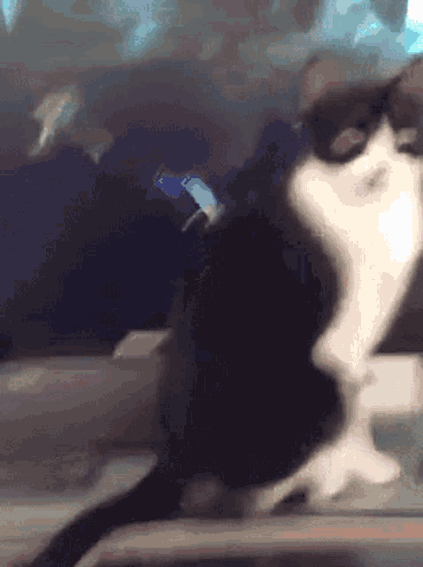 Cat Meow GIF - Cat Meow Funny GIFs