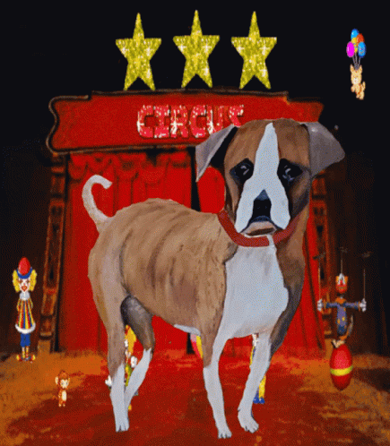 Keira Circus Dog Keira Dog GIF - Keira Circus Dog Keira Dog Keira Circus GIFs