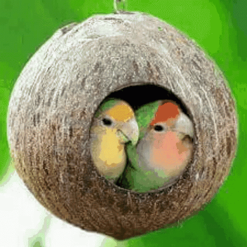 Good Morning Bird GIF - Good Morning Bird Nest GIFs