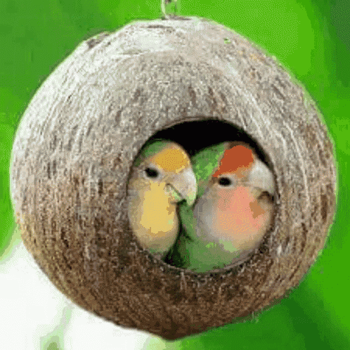 two birds are sitting inside of a coconut nest