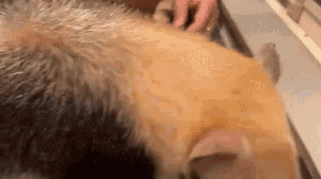 a close up of a person petting a dog 's fur .