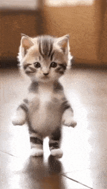 a small kitten is walking on its hind legs on a wooden floor .