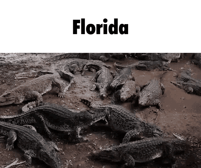 a large group of alligators are laying on the ground in a florida zoo