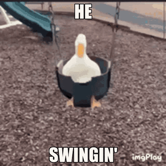 Duck Swing GIF - Duck Swing Enjoying GIFs