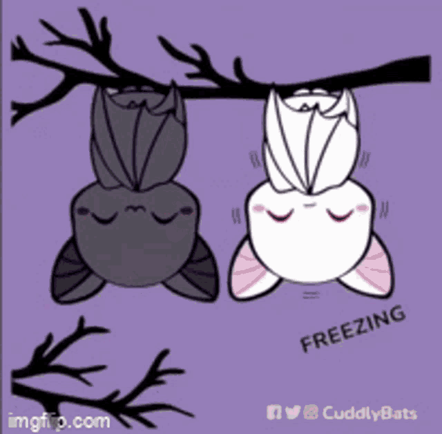 Cuddly Bats GIF - Cuddly Bats Stay Warm GIFs