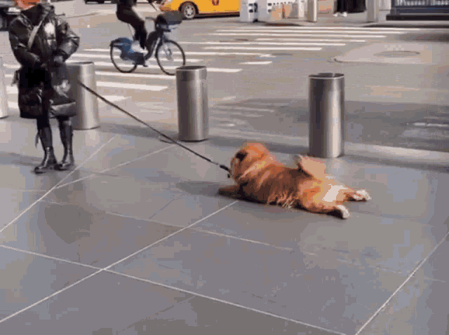 Tireddog Tired Dog Sliding GIF - Tireddog Tired Dog Sliding GIFs