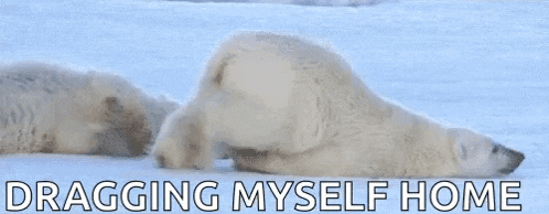 a polar bear is laying on its back in the snow with the words dragging myself home below it .
