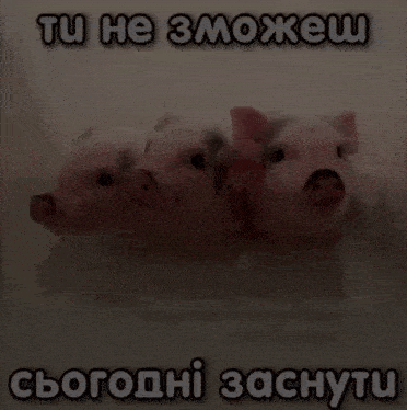 three pigs are standing next to each other with the words " tu he 3moxeu " written above them