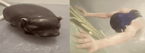a hippopotamus and a person in a bathtub