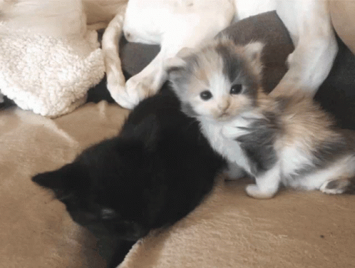 Cat Staring At Each Other GIF - Cat Staring At Each Other Cats GIFs
