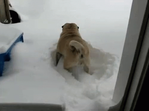 Funny Animals Dogs GIF - Funny Animals Dogs Snow GIFs
