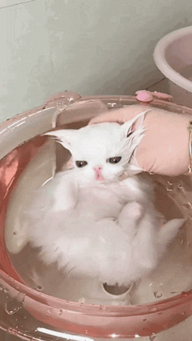 a person is holding a white cat in a pink bowl of water
