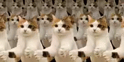 Cat Applause GIF - Cat Applause Crowd GIFs