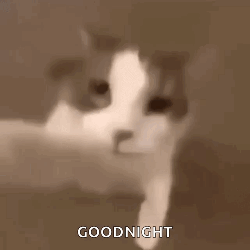 Cat Kissing GIF - Cat Kissing Mwah GIFs