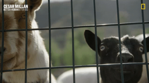 Goats Cesar Millan Better Human Better Dog GIF - Goats Cesar Millan Better Human Better Dog Black And White Goat GIFs