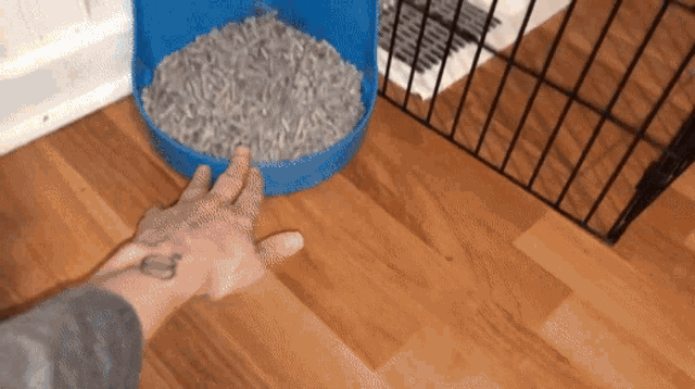 Can Ferrets Use Pine Litter GIF - Can Ferrets Use Pine Litter GIFs
