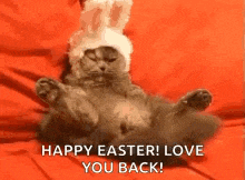 a cat is wearing a bunny hat and laying on its back .