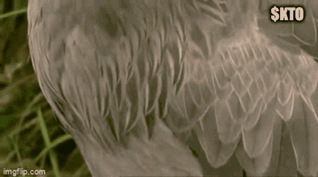 a close up of a bird 's feathers with a watermark that says $ kto