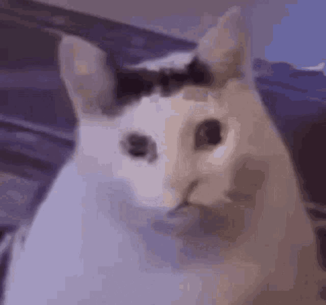 a close up of a cat 's face with a mustache .