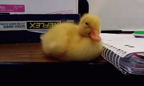 Baby Duck Can'T Stay Awake GIF - Duck Baby Cute GIFs