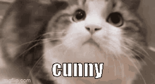 a close up of a cat with the name cunny written on it