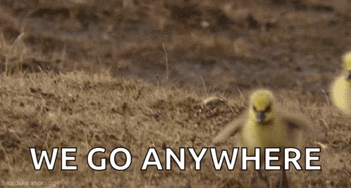 three ducklings are walking in the grass with the words we go anywhere written above them