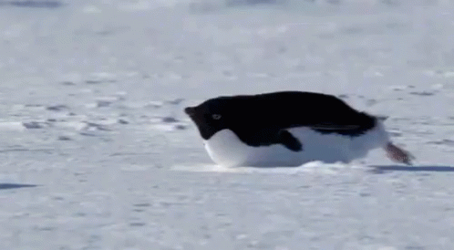 Cutie GIF - Penguin Fat The Struggle Is Real GIFs