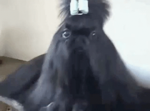 Poodle Idk GIF - Poodle Idk Barfie GIFs
