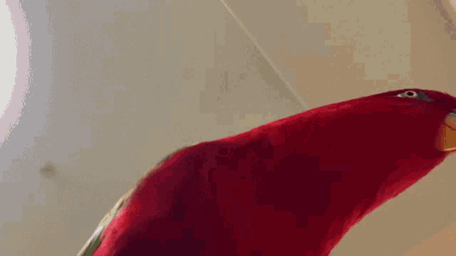 a close up of a red parrot with a yellow beak looking at the camera