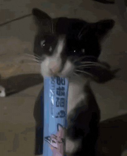 a blurred image of a cat giving the middle finger while holding a remote