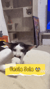 a black and white cat laying on a couch with a yellow sign that says " uncle sole "