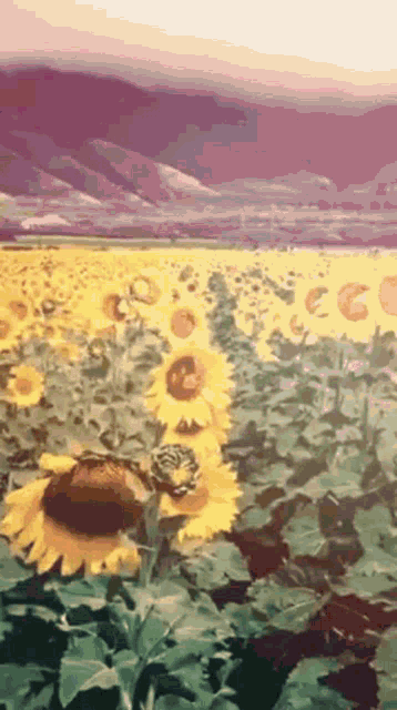 Girasoli Flowers GIF - Girasoli Flowers Sunflowers GIFs