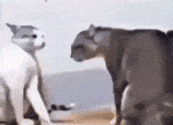 two cats are standing next to each other and looking at each other in a blurry picture .