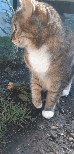 a cat standing on a gravel road looking at something